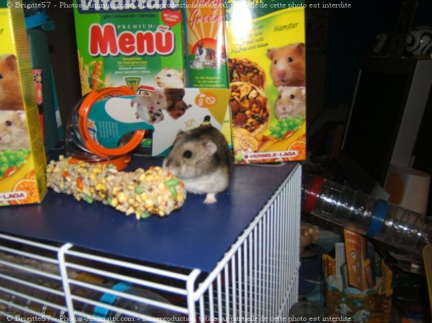 Photo de Hamster