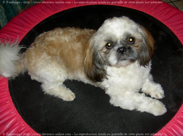 Photo de Shih tzu