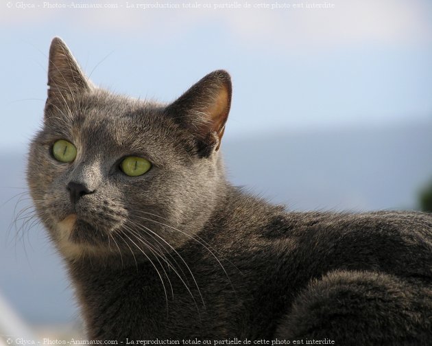 Photo de Chat domestique