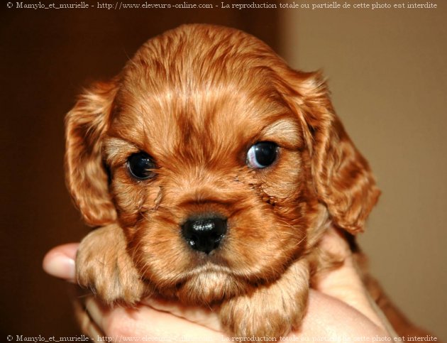 Photo de Cavalier king charles spaniel