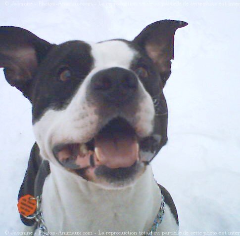 Photo d'American staffordshire terrier