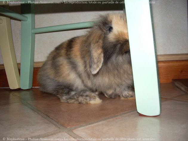 Photo de Lapin