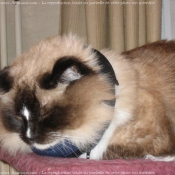 Photo de Ragdoll