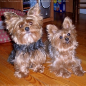 Photo de Yorkshire terrier