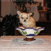 Photo de Chihuahua  poil long