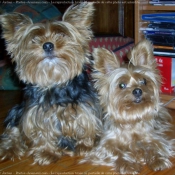 Photo de Yorkshire terrier