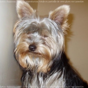 Photo de Yorkshire terrier