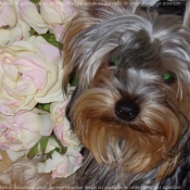 Photo de Yorkshire terrier