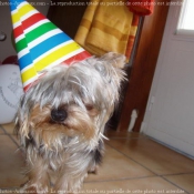 Photo de Yorkshire terrier