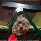 Photo de Yorkshire terrier