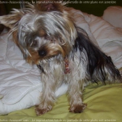 Photo de Yorkshire terrier