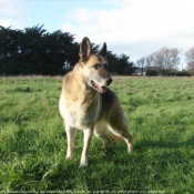 Photo de Berger allemand  poil court