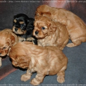 Photo de Cavalier king charles spaniel