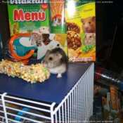 Photo de Hamster