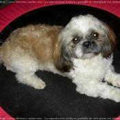 Photo de Shih tzu