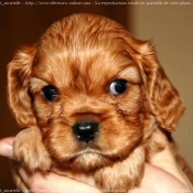 Photo de Cavalier king charles spaniel