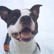 Photo d'American staffordshire terrier