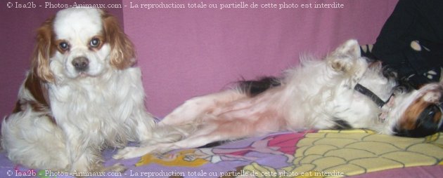 Photo de Cavalier king charles spaniel