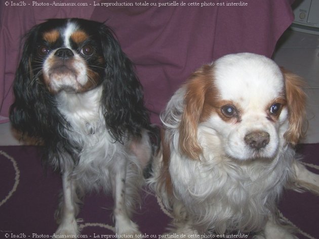 Photo de Cavalier king charles spaniel