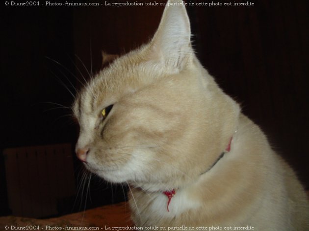 Photo de Chat domestique