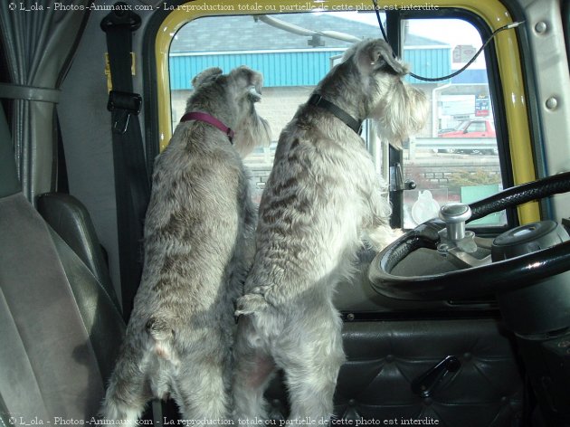 Photo de Schnauzer nain