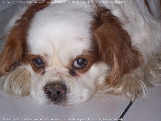 Photo de Cavalier king charles spaniel