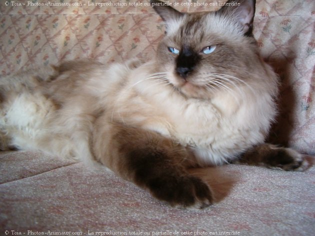 Photo de Sacr de birmanie