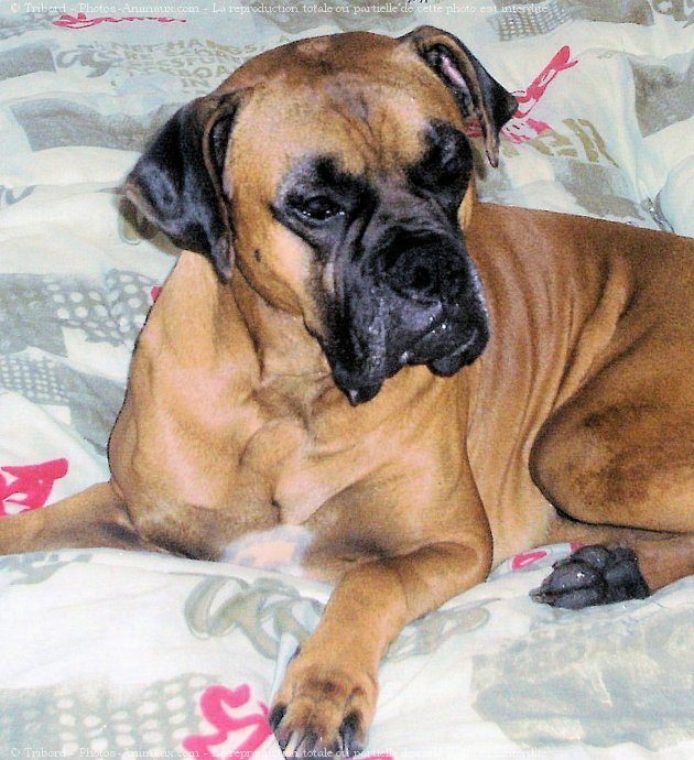 Photo de Boxer