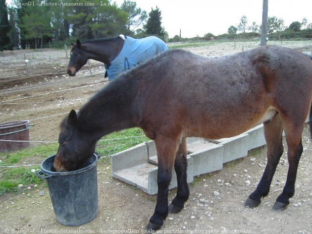 Photo de Races diffrentes