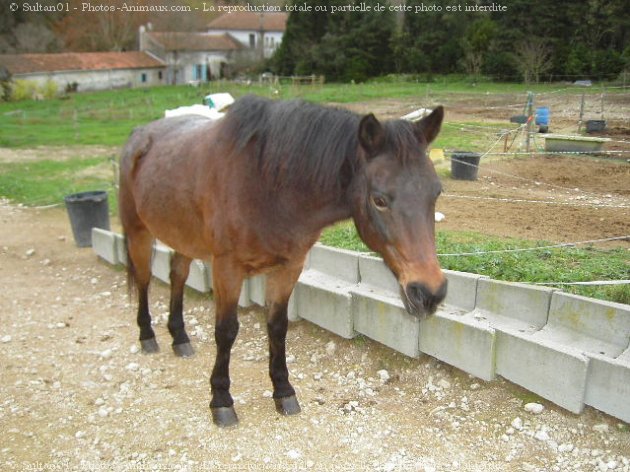 Photo de Races diffrentes