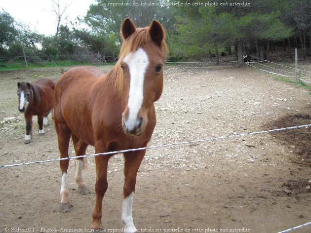 Photo de Races diffrentes