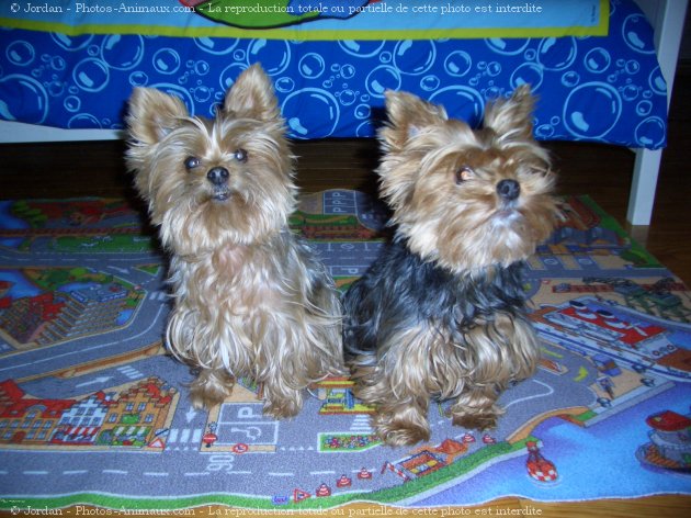 Photo de Yorkshire terrier