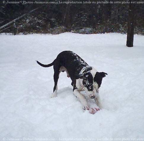 Photo d'American staffordshire terrier