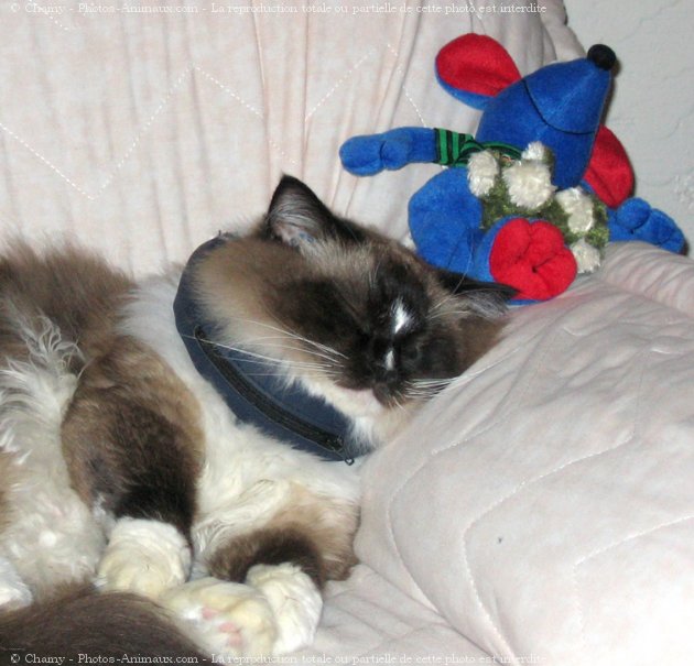 Photo de Ragdoll