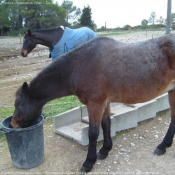 Photo de Races diffrentes