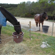 Photo de Races diffrentes