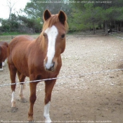 Photo de Races diffrentes