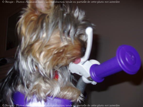 Photo de Yorkshire terrier