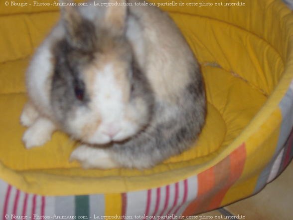 Photo de Lapin