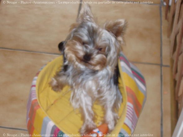 Photo de Yorkshire terrier