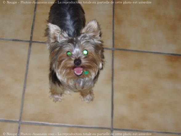 Photo de Yorkshire terrier