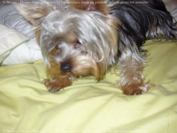 Photo de Yorkshire terrier