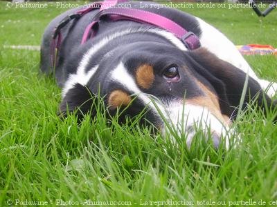 Photo de Basset hound