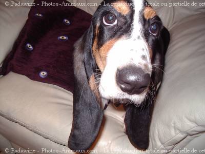 Photo de Basset hound