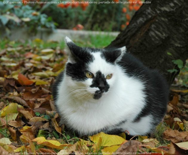 Photo de Chat domestique