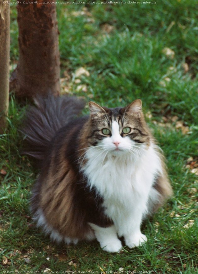 Photo de Chat domestique