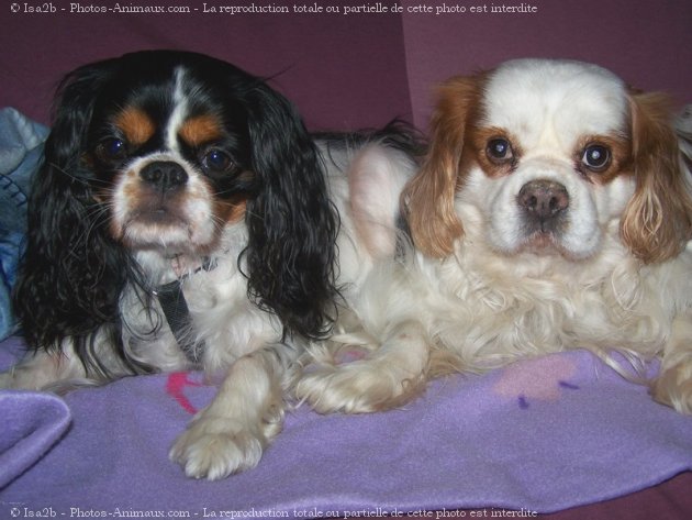 Photo de Cavalier king charles spaniel