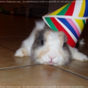 Photo de Lapin