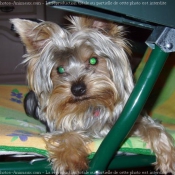 Photo de Yorkshire terrier