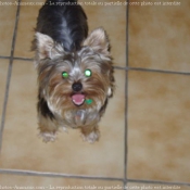 Photo de Yorkshire terrier